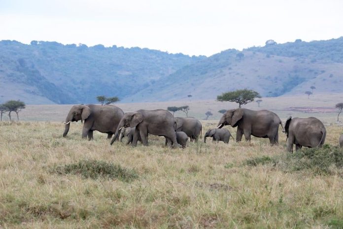 Narok County enacts Wildlife Conservancies Act to Protect Greater Mara Ecosystem