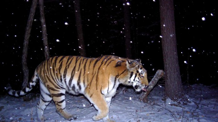 An Amur tiger walks through snow between bare trees at night