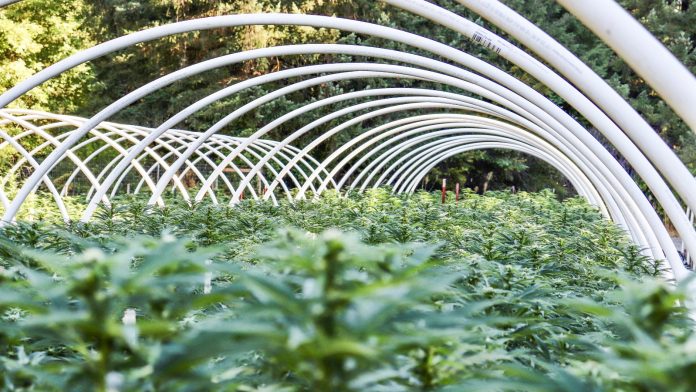 Rows of cannabis plants growing under a translucent hoop-house cover