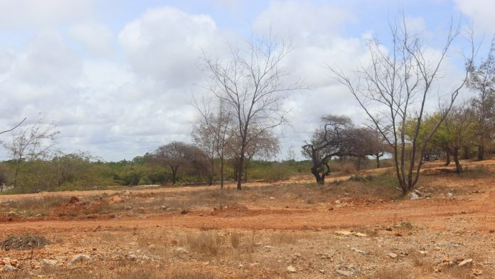 Parched land and bare trees during a dry spell in Kenya.