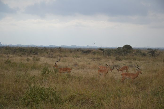 Nairobi National Park (file photo)