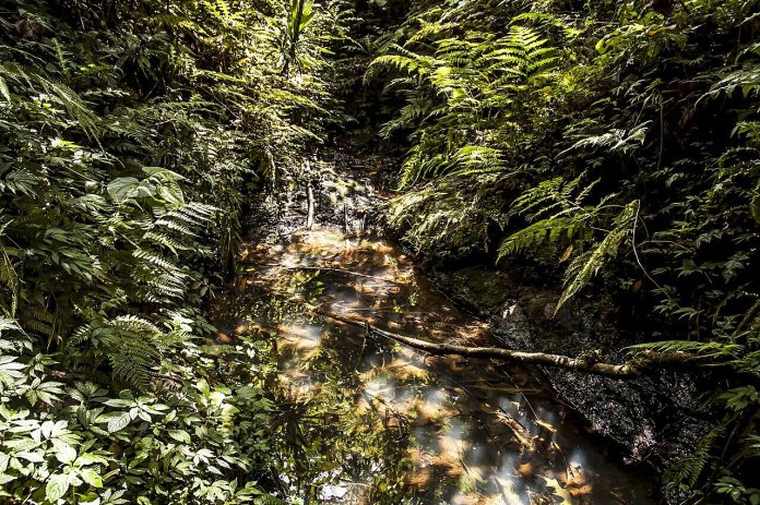 A natural spring inside the Mau Forest