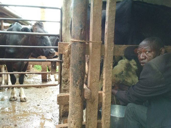 A farmer milking a dairy cow by hand in Kenya