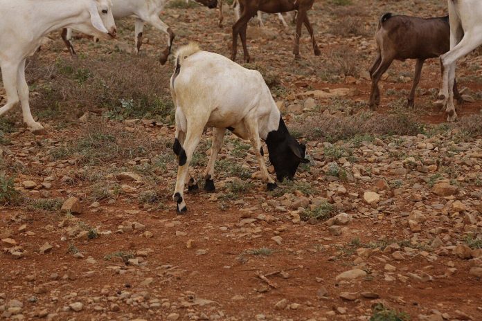 A livestock market in Baidoa, Somalia